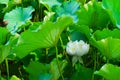 Green lotus leaves and white lotus flowers in the sunshine Royalty Free Stock Photo