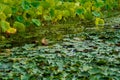 Green lotus lily flower leaf floating at the pond garden Royalty Free Stock Photo