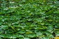 Green lotus lily flower leaf floating at the water garden Royalty Free Stock Photo