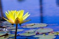 Green lotus live in blue clean lake.Yellow lotus flowers