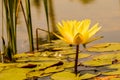 Green lotus live in blue clean lake.Yellow lotus flowers