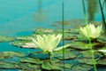 Green lotus live in blue clean lake.Yellow lotus flowers