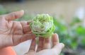 Green lotus petal decorated in hand Royalty Free Stock Photo