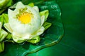 Green lotus plants in Asia