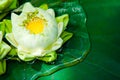 Green lotus plants in Asia Royalty Free Stock Photo