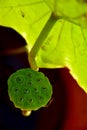 The green Lotus Pods under the Lotus Leaf