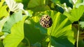 Green Lotus Seed Pods with Leaves Royalty Free Stock Photo