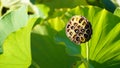 Green Lotus Seed Pods with Leaves Royalty Free Stock Photo
