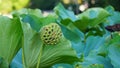 Green Lotus Seed Pods with Leaves Royalty Free Stock Photo