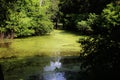 Green Louisiana Swamp Royalty Free Stock Photo
