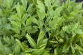 Green lovage