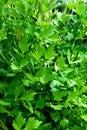 Green lovage - lat name Levisticum officinale