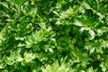 green lovage plant