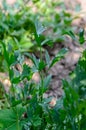 Green Lovage plant with leaves, Levisticum officinale