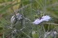 Green Love in the Mist Bud with Flower Royalty Free Stock Photo