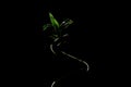 Green Lucky bamboo stalk on black background, copy space. Royalty Free Stock Photo