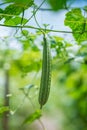 Green Luffa acutangula Chinese okra, Sponge gourd, or silk squash hanging from a tree on a vegetable farm. Fresh Chinese okra Royalty Free Stock Photo