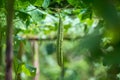 Green Luffa acutangula Chinese okra, Sponge gourd, or silk squash hanging from a tree on a vegetable farm. Fresh Chinese okra Royalty Free Stock Photo