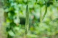 Green Luffa acutangula Chinese okra, Sponge gourd, or silk squash hanging from a tree on a vegetable farm. Fresh Chinese okra Royalty Free Stock Photo