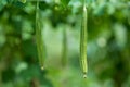 Green Luffa acutangula Chinese okra, Sponge gourd, or silk squash hanging from a tree on a vegetable farm. Fresh Chinese okra Royalty Free Stock Photo