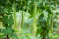 Green Luffa acutangula Chinese okra, Sponge gourd, or silk squash hanging from a tree on a vegetable farm. Fresh Chinese okra Royalty Free Stock Photo