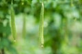 Green Luffa acutangula Chinese okra, Sponge gourd, or silk squash hanging from a tree on a vegetable farm. Fresh Chinese okra Royalty Free Stock Photo