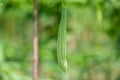 Green Luffa acutangula Chinese okra, Sponge gourd, or silk squash hanging from a tree on a vegetable farm. Fresh Chinese okra Royalty Free Stock Photo