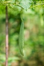 Green Luffa acutangula Chinese okra, Sponge gourd, or silk squash hanging from a tree on a vegetable farm. Fresh Chinese okra Royalty Free Stock Photo