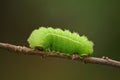 Green Luna Moth Caterpillar on Apple Tree Royalty Free Stock Photo