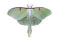 Green Luna Moth Isolated on White Royalty Free Stock Photo