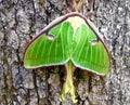 Green Luna Moth sitting on a tree Royalty Free Stock Photo