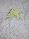 Green lunar moth closed wings