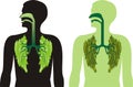 Green lung lobes - breathe deeply Royalty Free Stock Photo