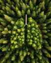 green lungs concept with aerial view of forest with lung shape made of trees Royalty Free Stock Photo