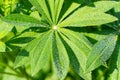 green lupine leaves with water drops. beautiful natural background