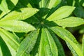 green lupine leaves with water drops. beautiful natural background