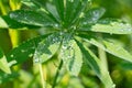 green lupine leaves with water drops. beautiful natural background Royalty Free Stock Photo