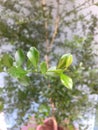 The leaves of an Australian native lime tree Royalty Free Stock Photo