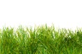 Green lush artificial grass