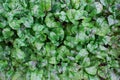 Green lush beet leaves