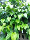 Green and lush betel leaves creep across the fence