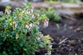 Green lush bush cranberries with white flowers. Vaccinium vitis-idaea