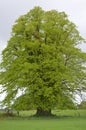Green, lush, deciduous tree in Ireland.