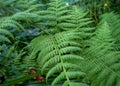 Green and Lush: The Enchanting World of Ferns