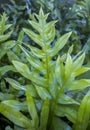 Green Lush Fern Leaves Detail with Shapes Background