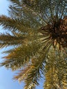 Green lush foliage of a tall palm tree against a blue sky. Royalty Free Stock Photo