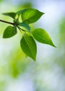 Green lush foliage of tree on a blur backgrounds