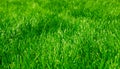 Green Lush Grass