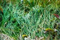 Green lush grass with dew drops at dawn Royalty Free Stock Photo