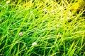 Green lush grass with dew drops at dawn Royalty Free Stock Photo